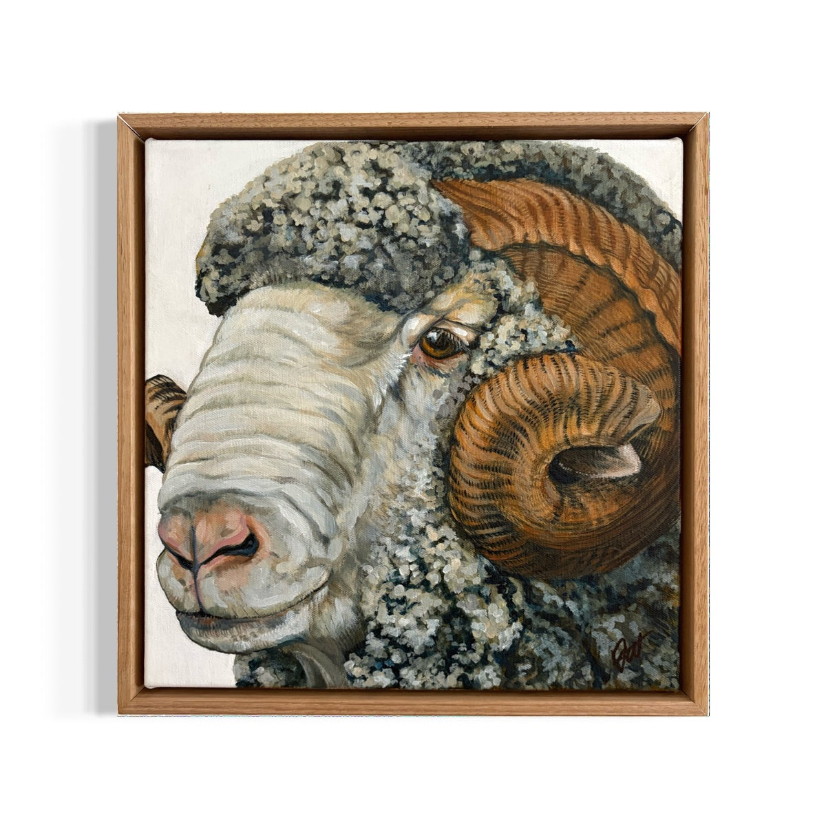 Merino Ram 1