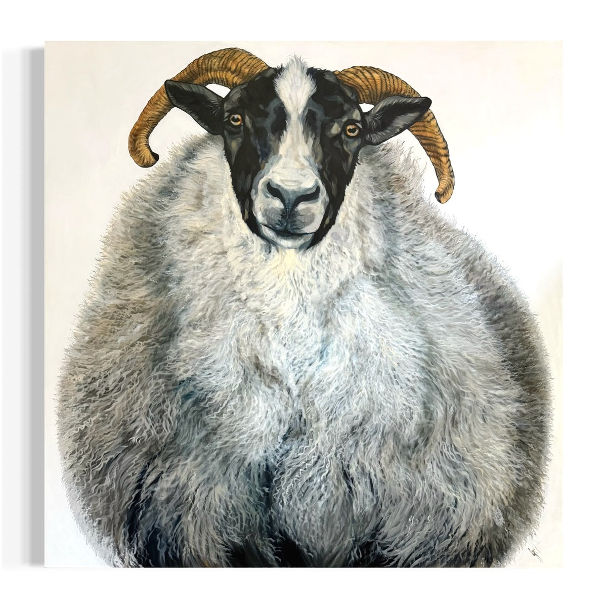 Black Face Ewe
