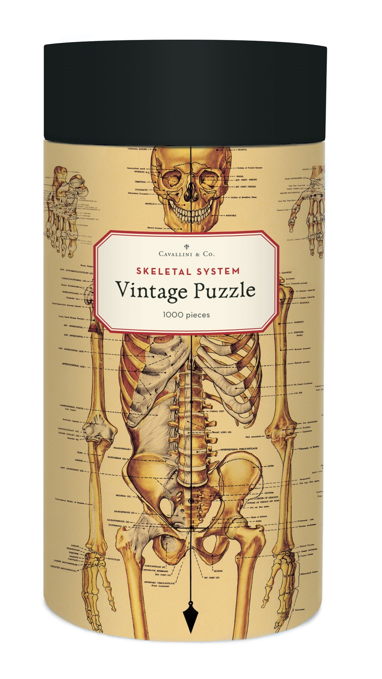 1000 Pc Puzzle Skeletal System