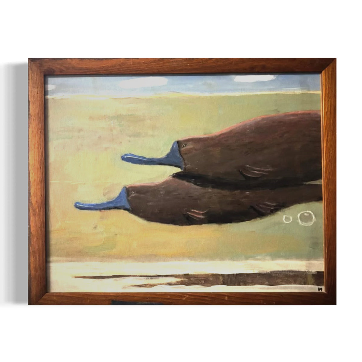 Couple Of Platypi Drifting By