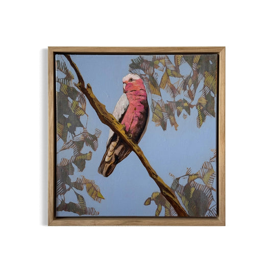 One Galah