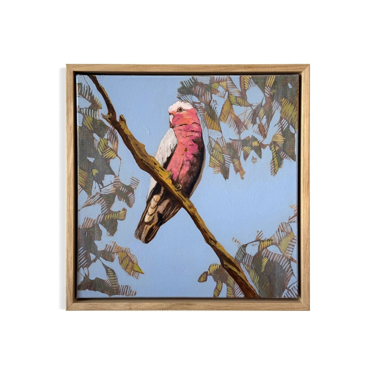 One Galah