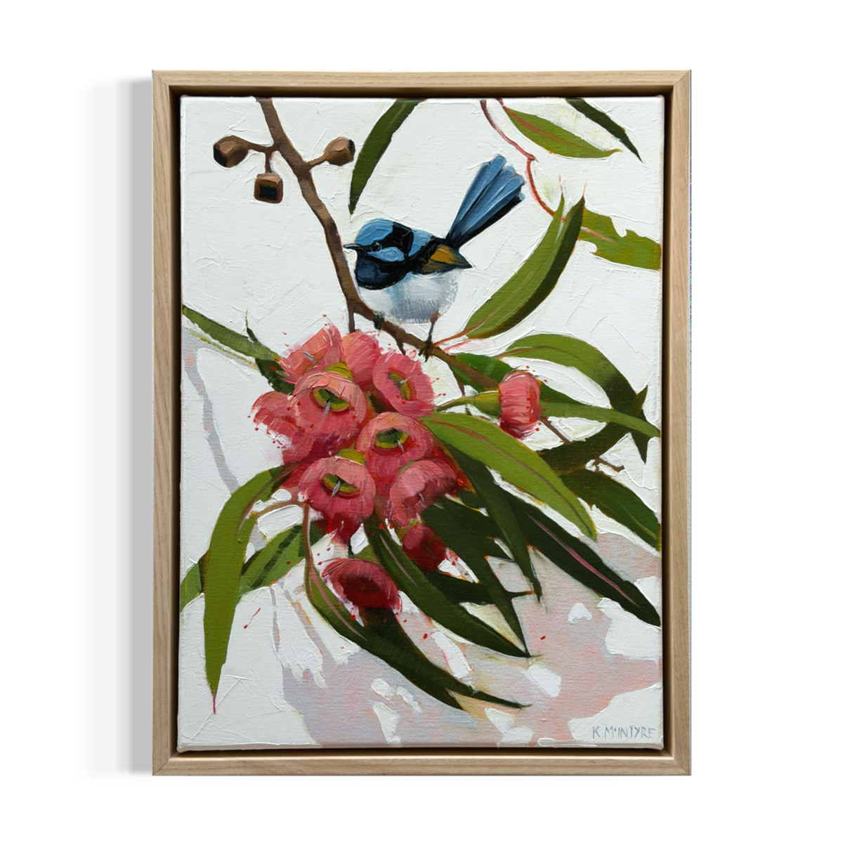 Superb Blue Wren with Gum Blossom