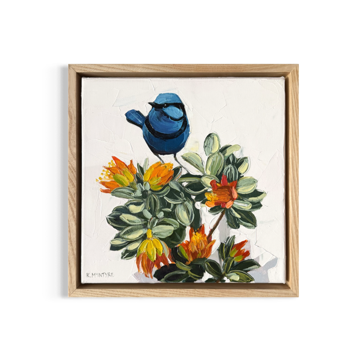 Splendid Blue Wren with Wild Rose