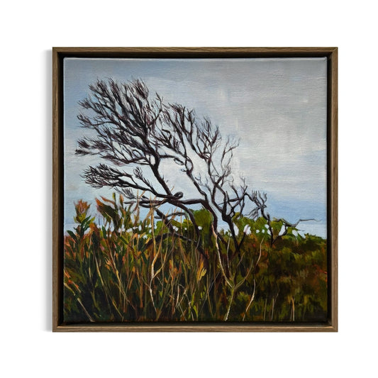 Windswept at Cape Schanck