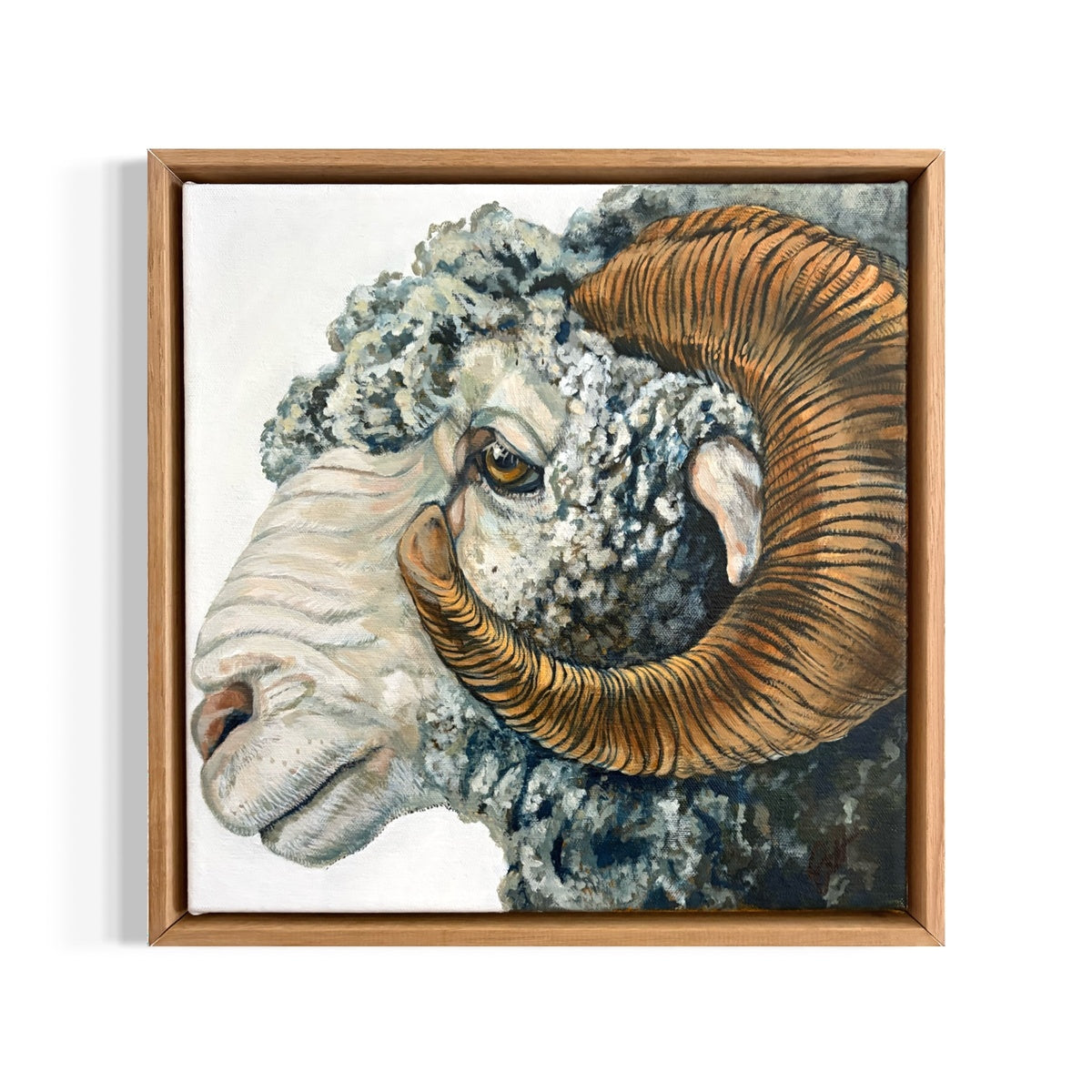 Merino Ram 2