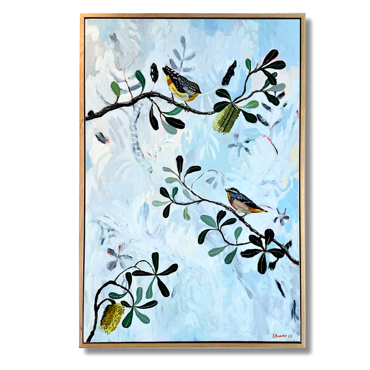 Pardalote Integrifolia