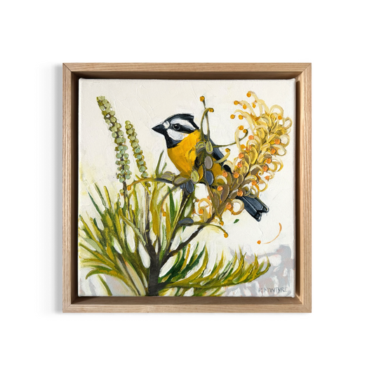 Crested Shriketit with Moonlight Grevillea