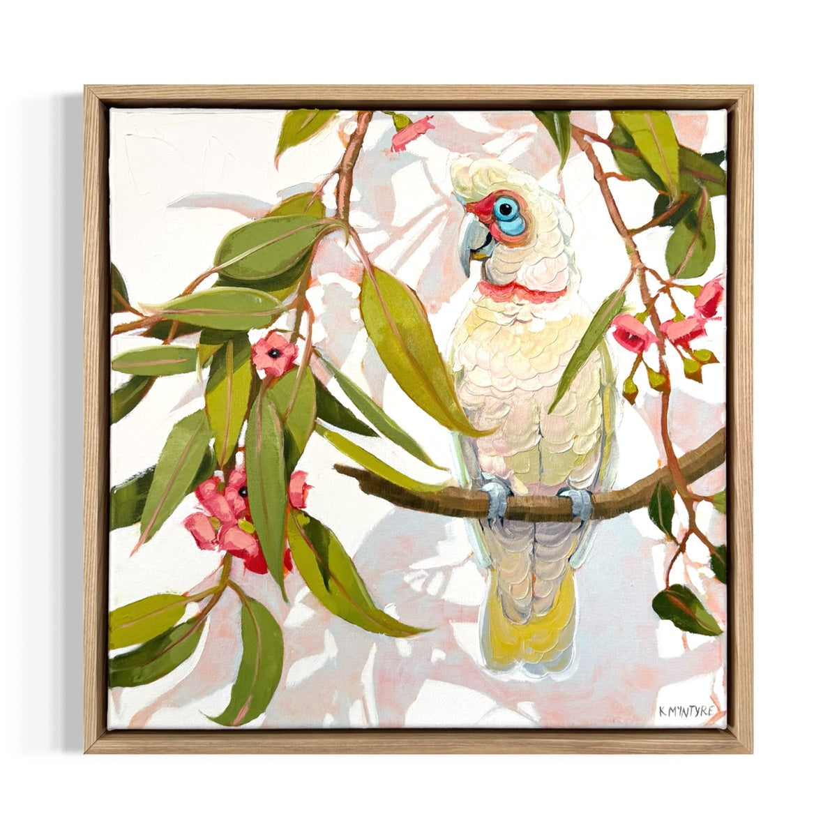 Long Billed Corella