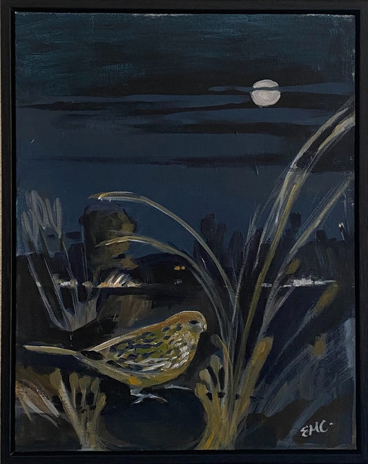 The Night Parrot